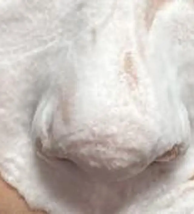 *사진 비포 > 클렌징 중 > 애프터입니다. 피지 관리 안되어있는 상태에서 얹어봤